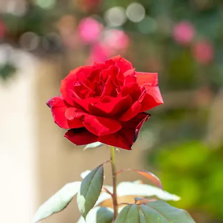 Angela Panorama Semesterbostad Paleokastritsa